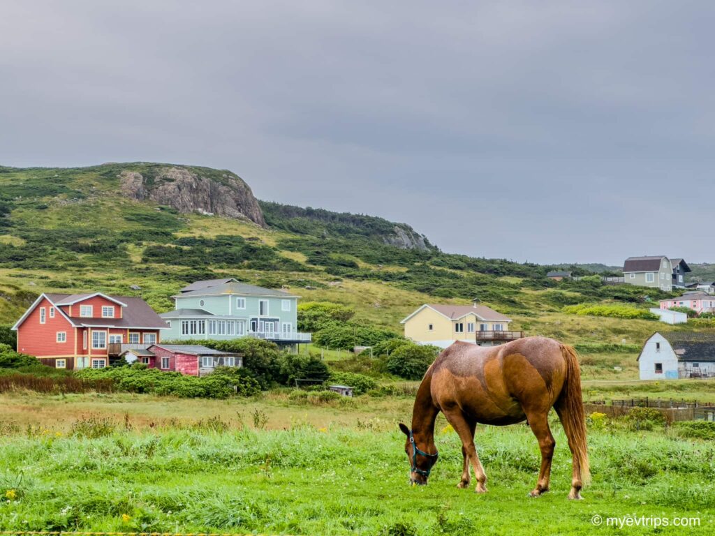 Horse grazing on grass in Saint Pierre